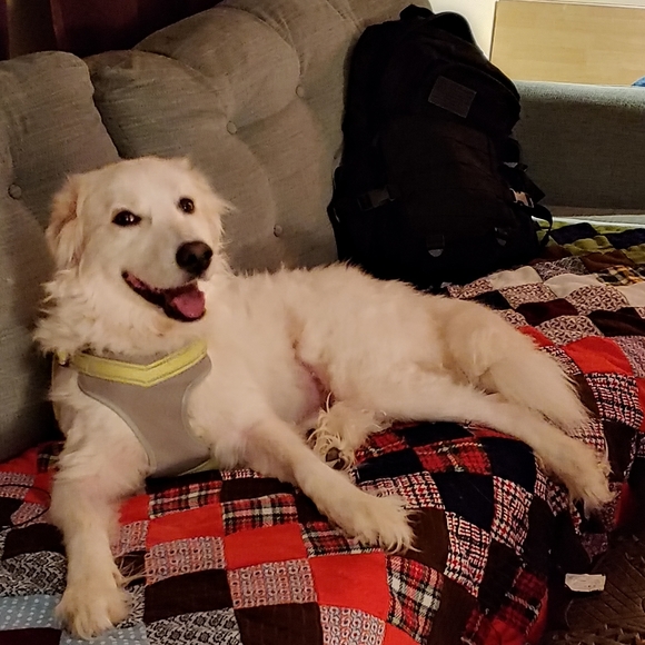 Meet your Posher, Tessa - Picture 5 of 8